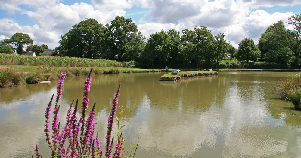 Les Prairies de L'Etang Paesi della Loira - Assérac visuel 3/9