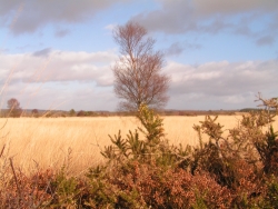 Les Roulottes des Korrigans Bretagna - Brasparts visuel 4/10