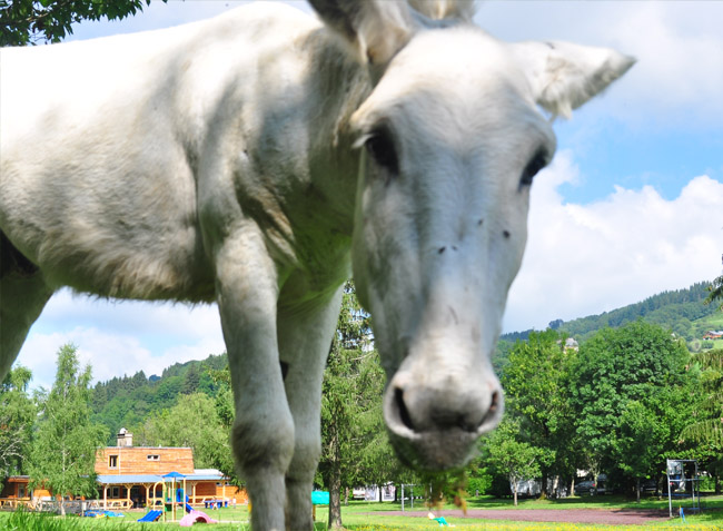 Les Vernières Alvernia - La Bourboule visuel 6/7