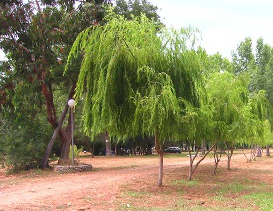 L'Esperanza Corsica - Lucciana visuel 1/1