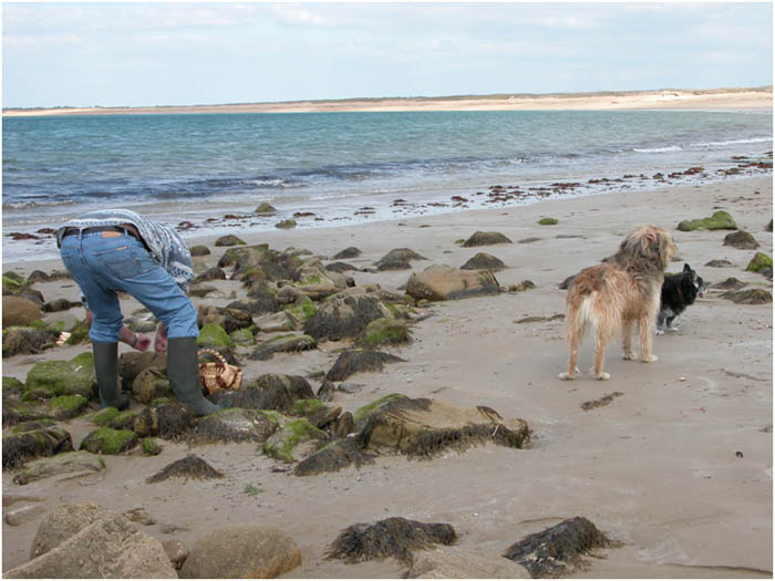 L'Idéal Bretagna - Erdeven visuel 10/10 L'Idéal Bretagna - Erdeven visuel 10/10