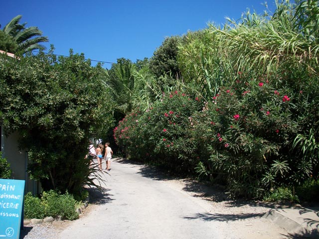 L'Ile d'Or Provenza-Alpi-Costa Azzurra - Hyères visuel 16/32 L'Ile d'Or Provenza-Alpi-Costa Azzurra - Hyères visuel 16/32