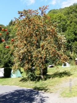 L'Ombrage Alvernia - Saint-Pierre-Colamine visuel 3/6