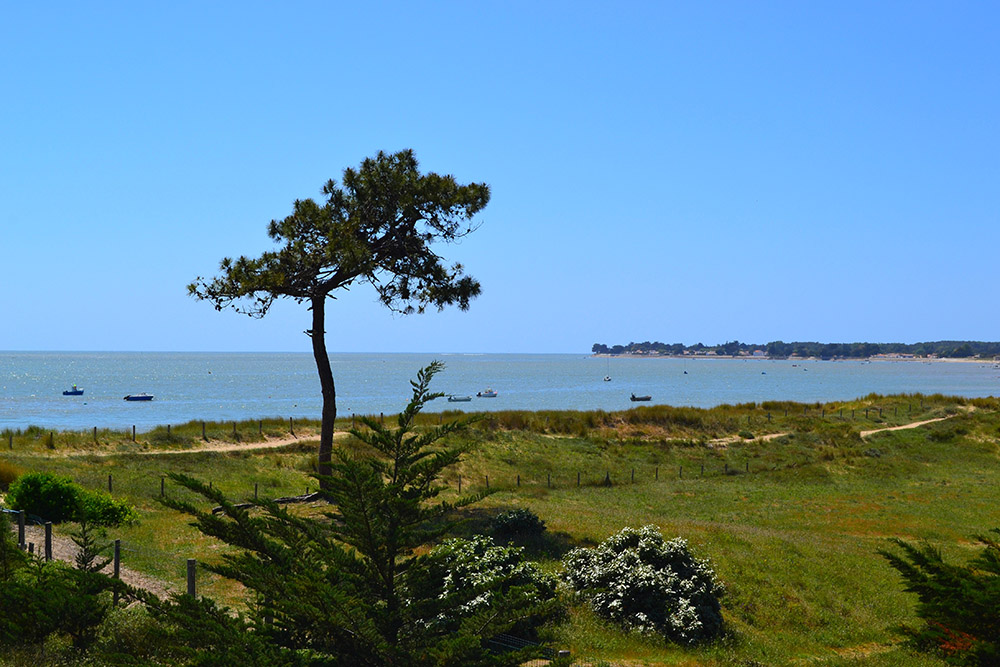 Camping Municipal de la Court Paesi della Loira - La Guérinière visuel 3/10 Camping Municipal de la Court Paesi della Loira - La Guérinière visuel 3/10