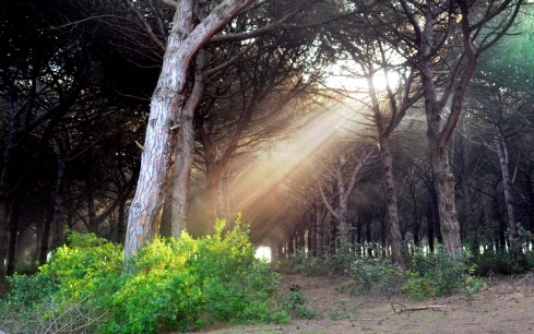 Parco della Gallinara Lazio - Anzio visuel 3/11