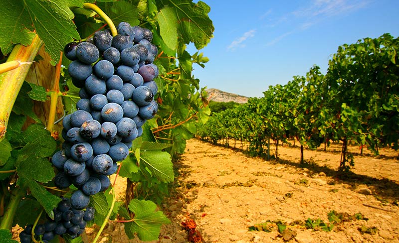 Soleil d'Oc Linguadoca-Rossiglione - Narbonne-Plage visuel 15/20
