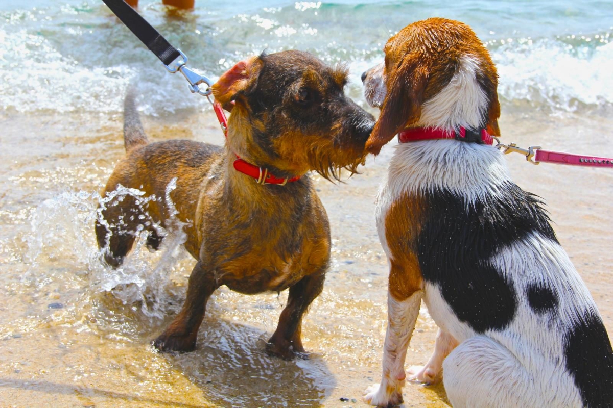 Tiliguerta Sardegna - Muravera visuel 10/10