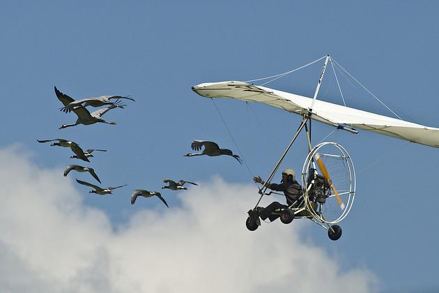 Voler avec Les Oiseaux Alvernia - Saint-Simon visuel 2/8