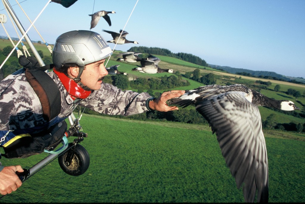 Voler avec Les Oiseaux Alvernia - Saint-Simon visuel 3/8