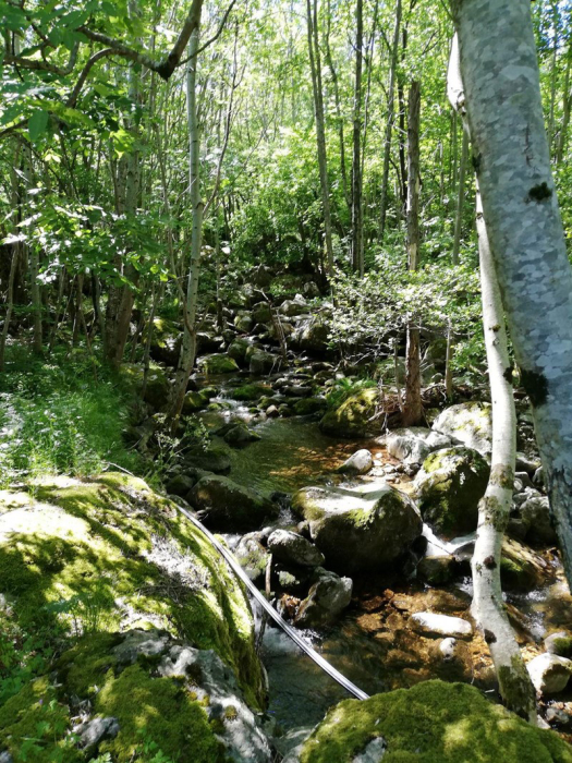 Auprés de mon Arbre Rodano-Alpi - Mayres visuel 3/3