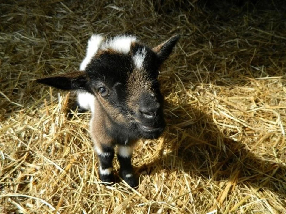 Bel-air Aquitania - Sadirac visuel 3/5 Bel-air Aquitania - Sadirac visuel 3/5