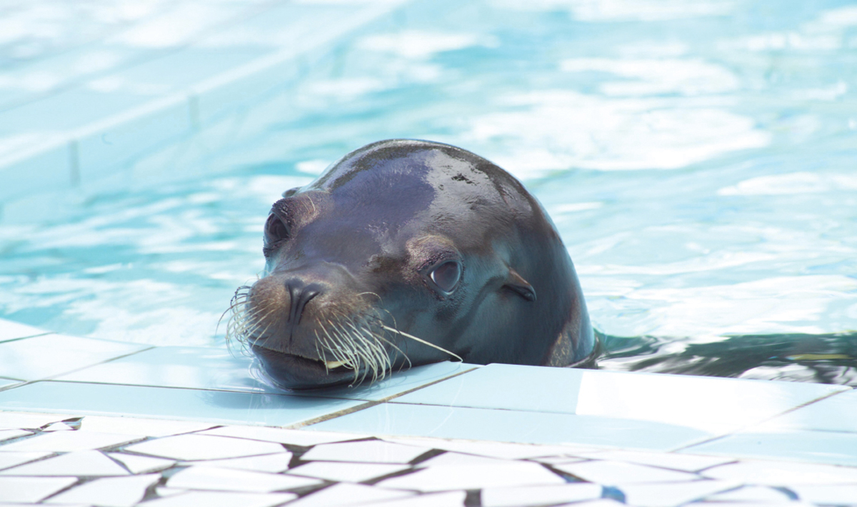 Bonne Anse Plage Poitou-Charentes - Les Mathes-La Palmyre visuel 18/21 Bonne Anse Plage Poitou-Charentes - Les Mathes-La Palmyre visuel 18/21