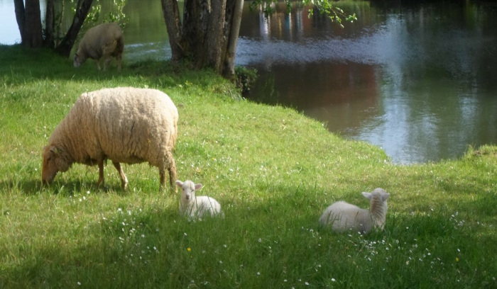 de Civray Poitou-Charentes - Civray visuel 2/3