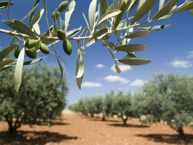 Domaine des Chênes Blancs Provenza-Alpi-Costa Azzurra - Saint-Saturnin-lès-Apt visuel 23/28 Domaine des Chênes Blancs Provenza-Alpi-Costa Azzurra - Saint-Saturnin-lès-Apt visuel 23/28