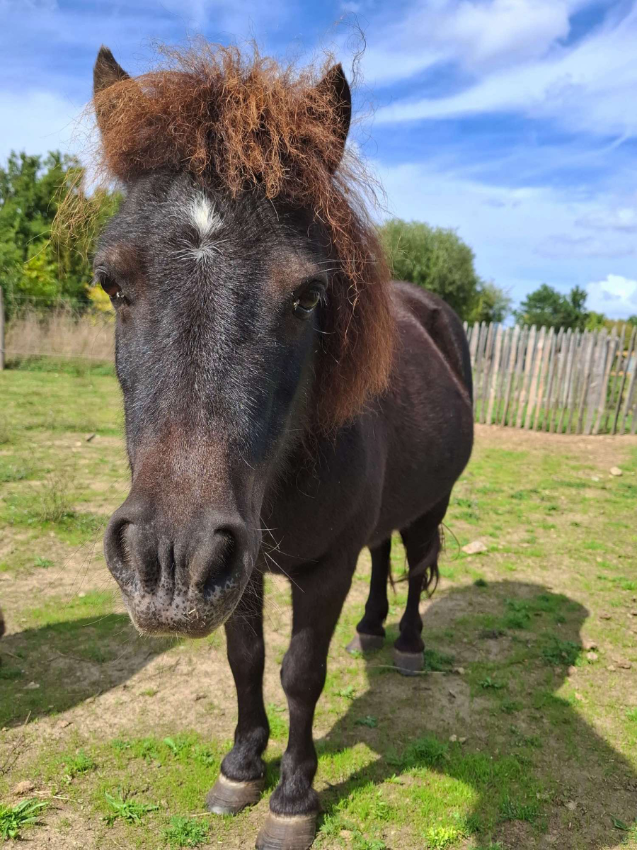 L'Ambois Paesi della Loira - Mouilleron-le-Captif visuel 6/32