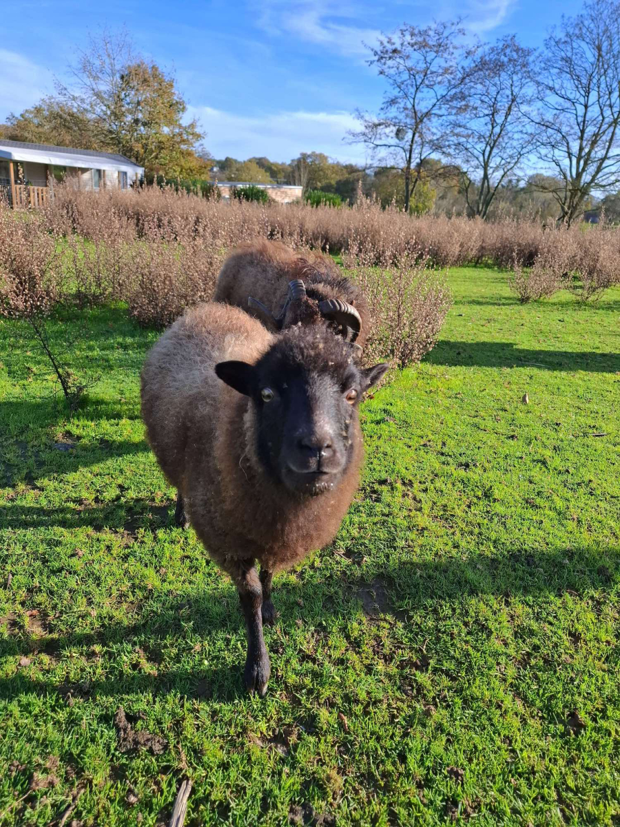 L'Ambois Paesi della Loira - Mouilleron-le-Captif visuel 7/32