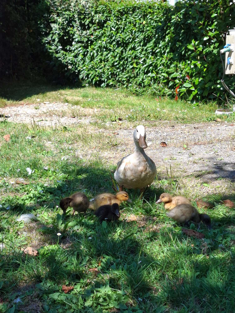 L'Ambois Paesi della Loira - Mouilleron-le-Captif visuel 9/32