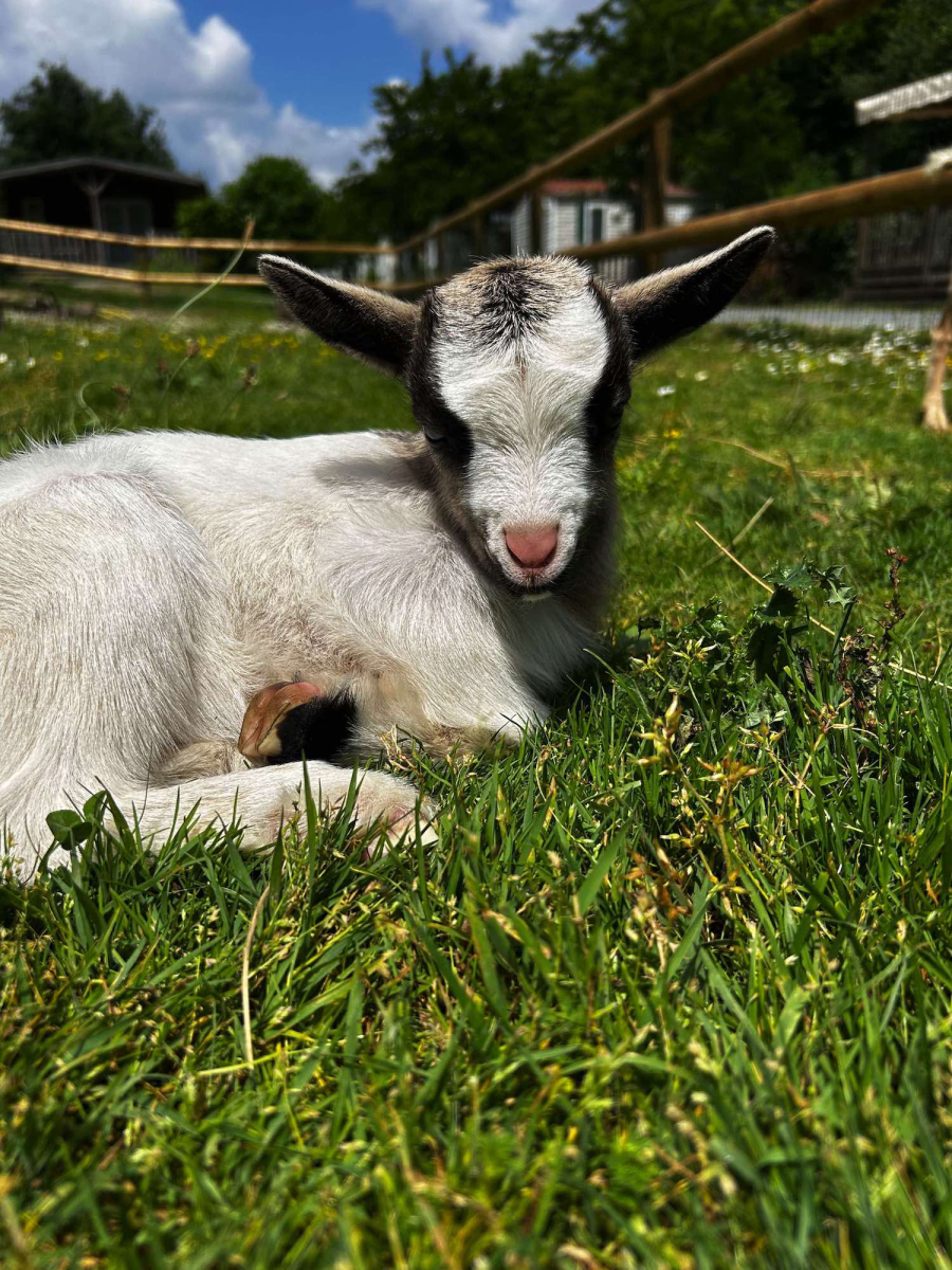L'Ambois Paesi della Loira - Mouilleron-le-Captif visuel 8/32