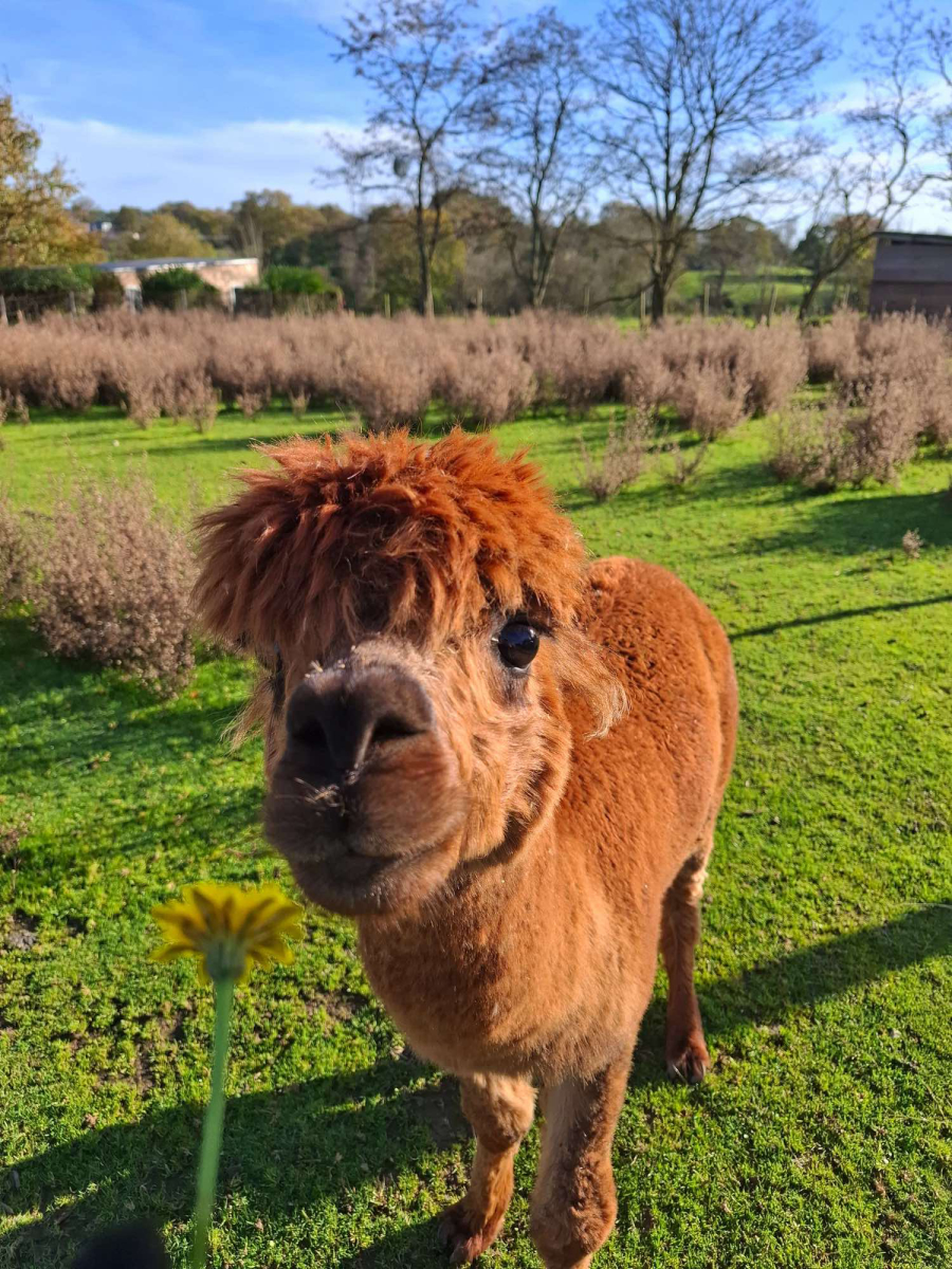 L'Ambois Paesi della Loira - Mouilleron-le-Captif visuel 11/32