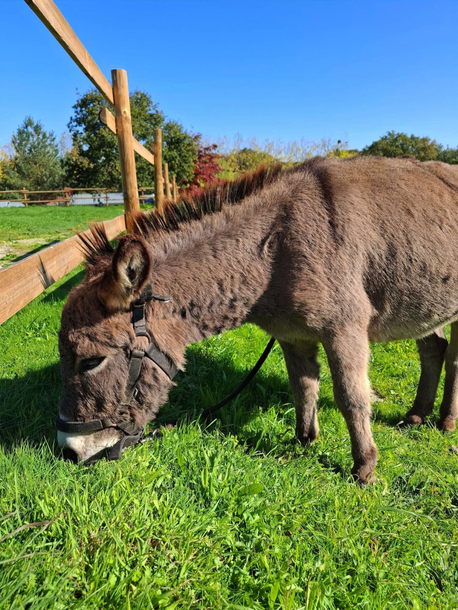 L'Ambois Paesi della Loira - Mouilleron-le-Captif visuel 10/32