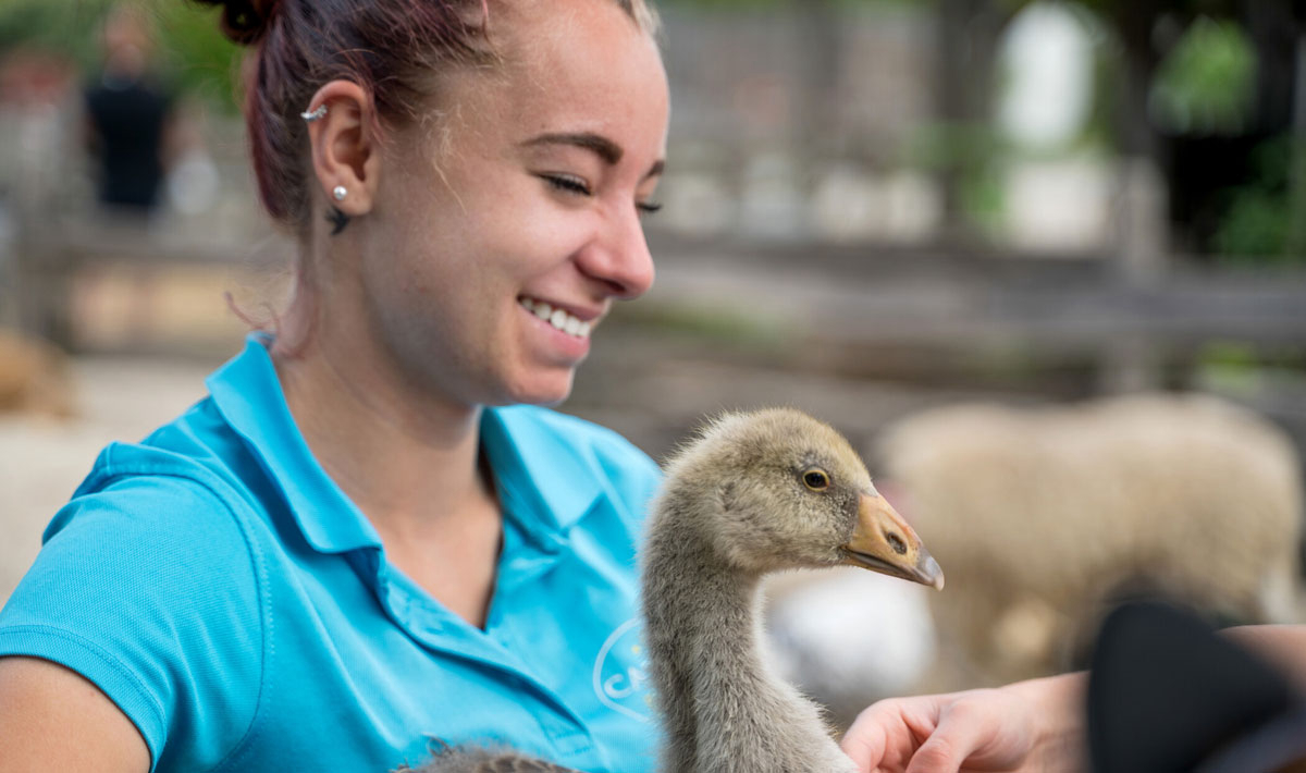 La Grand'Métairie Paesi della Loira - Saint-Hilaire-la-Forêt visuel 27/46