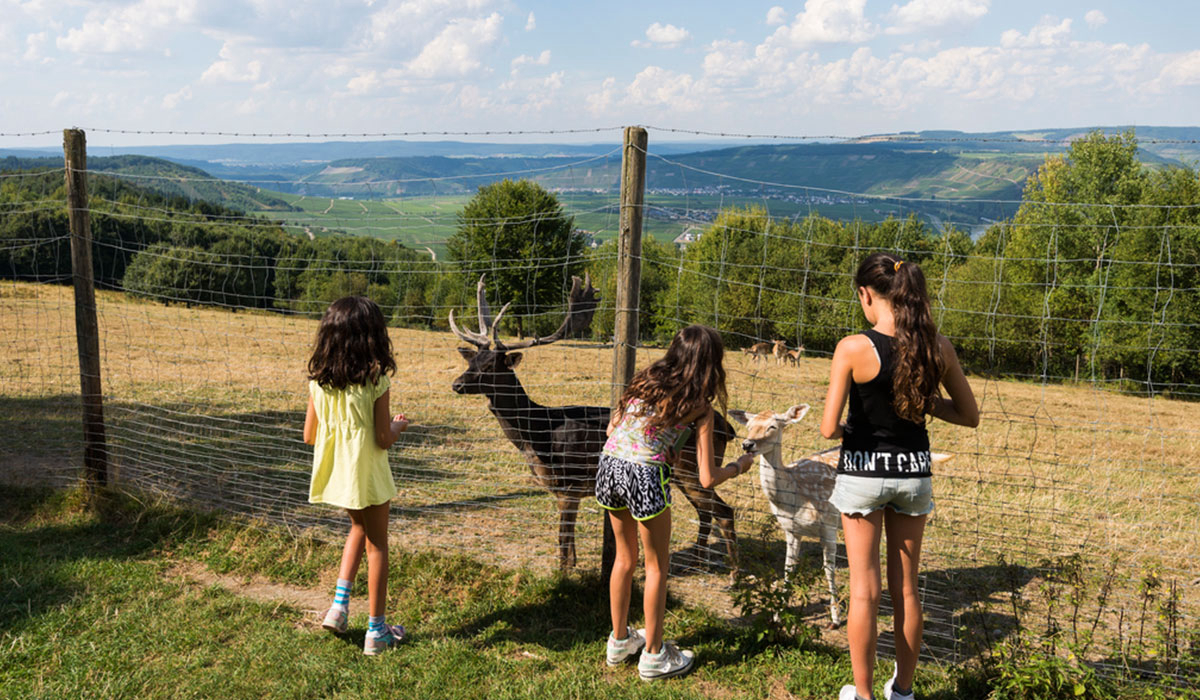 Landal Sonnenberg Renania-Palatinato - Leiwen visuel 3/3