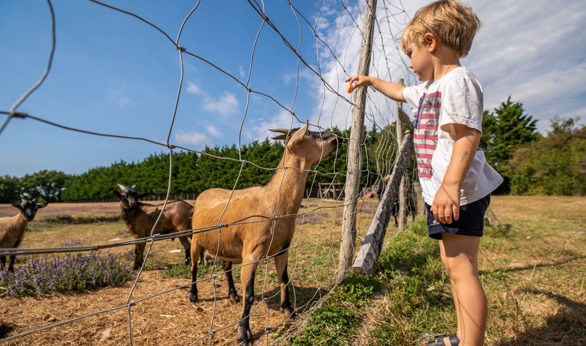 Les Brillas Paesi della Loira - Les Moutiers en Retz visuel 7/16 Les Brillas Paesi della Loira - Les Moutiers en Retz visuel 7/16