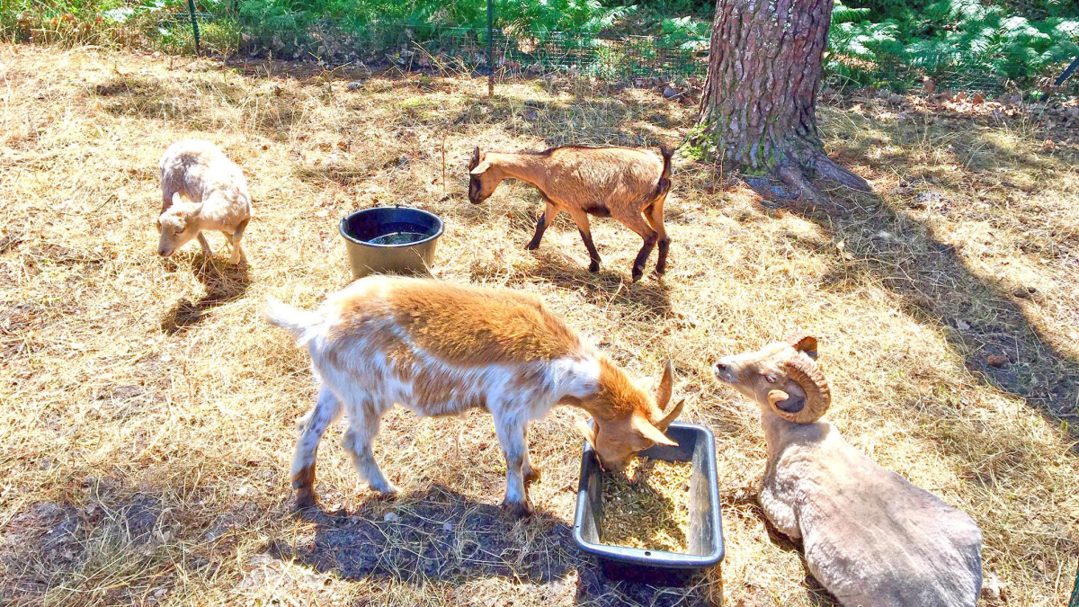 Lou Pignada Aquitania - Messanges visuel 9/10