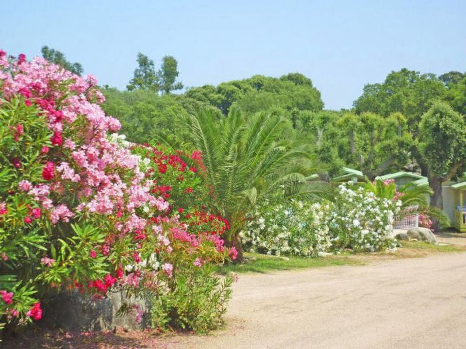 Pezza Cardo Corsica - Porto-Vecchio visuel 6/7